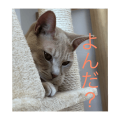 [LINEスタンプ] 素人が作るネコのスタンプ 
