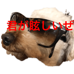[LINEスタンプ] ゆるかわ子犬
