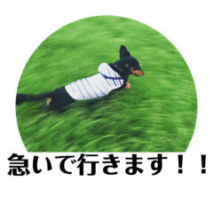 [LINEスタンプ] メッセージ付き〜動物写真スタンプ〜