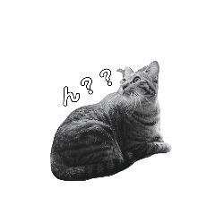 [LINEスタンプ] 天真爛漫な お猫さん。