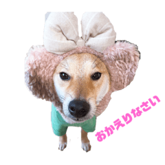 [LINEスタンプ] 柴犬リロちゃん 