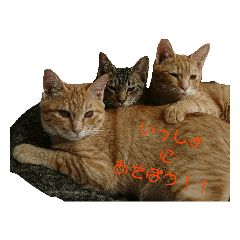 [LINEスタンプ] 猫の睡眠すたんぷ