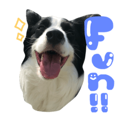 [LINEスタンプ] ボーダーコリーadeleのスタンプ