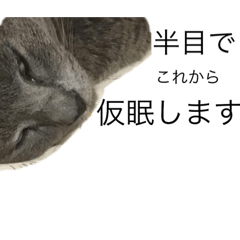 [LINEスタンプ] 猫好きさんのスタンプ 2 ネコ猫ねこ