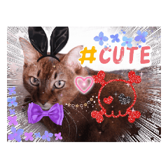 [LINEスタンプ] 蘭マル