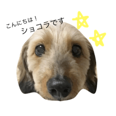 [LINEスタンプ] ショコラくんスタンプ