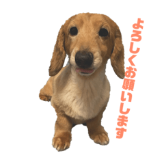 [LINEスタンプ] ダックスポコちゃん