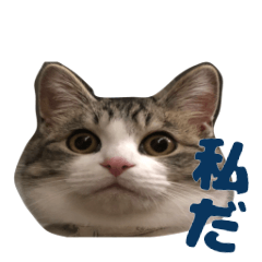 [LINEスタンプ] チロ助スタンプ12