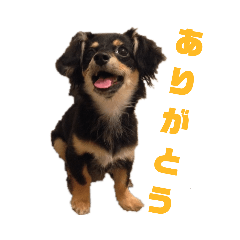 [LINEスタンプ] チワックスのパピコ 1
