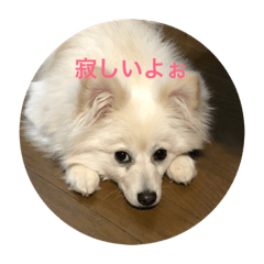 [LINEスタンプ] ポメチーのスタンプ