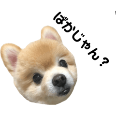 [LINEスタンプ] くぅてぃ