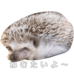 [LINEスタンプ] ハリネズミのすだちちゃん 