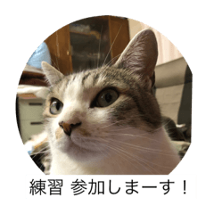 猫好きの「参加」しますスタンプ