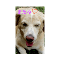 [LINEスタンプ] 杉本真希 