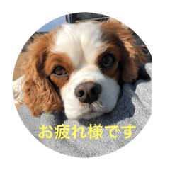 [LINEスタンプ] キャバリア寿楽ちゃんスタンプ1 