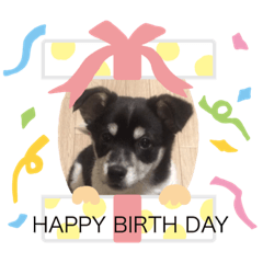 [LINEスタンプ] サンタ郎(犬) 