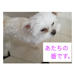 [LINEスタンプ] わんこ の つぶやき