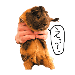 [LINEスタンプ] まみの動物園記録