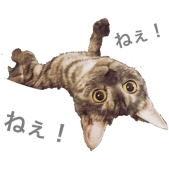 [LINEスタンプ] もずく その1