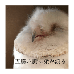 [LINEスタンプ] 使えるようで使えないメンフクロウスタンプ