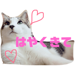 [LINEスタンプ] ももと社長の日常スタンプ