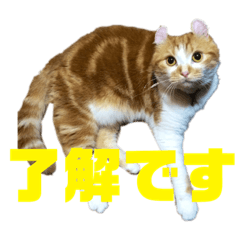 [LINEスタンプ] ゴッドマザー家のにゃんこず