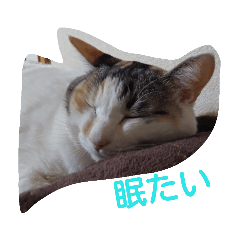 [LINEスタンプ] ミケスタンプ