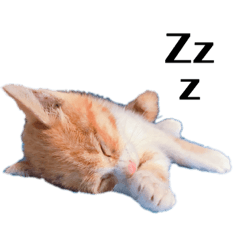 [LINEスタンプ] きなこの成長スタンプ