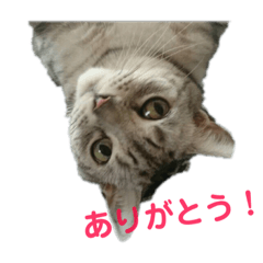 [LINEスタンプ] ねこ スタンプ レオたん