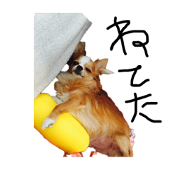 [LINEスタンプ] 愛犬❤️