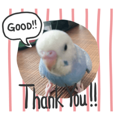 [LINEスタンプ] ドドンパ