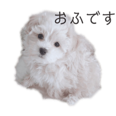 [LINEスタンプ] おふ丸スタンプ