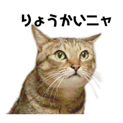 [LINEスタンプ] 保護猫ミーくんとおともだち《第一弾》