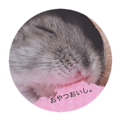 [LINEスタンプ] はむずの日常( ˙꒳​˙  )