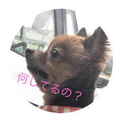 [LINEスタンプ] モカとガンちゃん