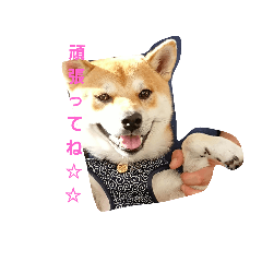 [LINEスタンプ] 柴犬HELLO☆ダゼ3