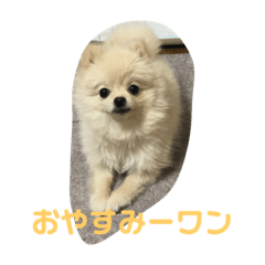 [LINEスタンプ] まるこはオリジナルスタンプ2