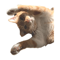[LINEスタンプ] あめちゃんの日常
