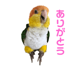 [LINEスタンプ] ふわふわインコスタンプ