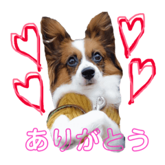 [LINEスタンプ] パピヨンのマシュー君