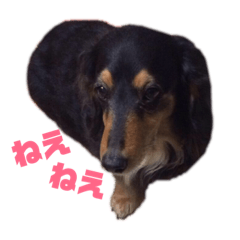 [LINEスタンプ] ダックスのスタンプ♡