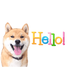[LINEスタンプ] 表情豊かな柴犬さん