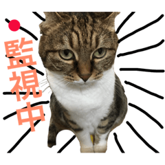 [LINEスタンプ] ルル猫