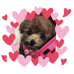 [LINEスタンプ] LOVEトイプーちゃん