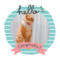 [LINEスタンプ] Hello_yoookooo