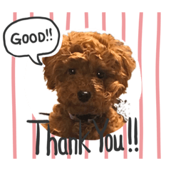 [LINEスタンプ] 甥っ子トイプードルのコナ丸 