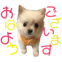 [LINEスタンプ] レオくんの日常。 