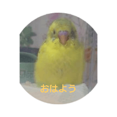 [LINEスタンプ] 使える インコのスタンプ