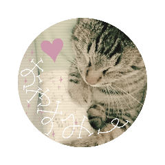 [LINEスタンプ] 天真爛漫な お猫さん♪