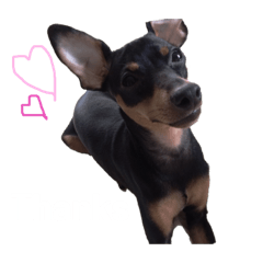 [LINEスタンプ] Miniature Pinscher 1